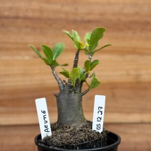 0512 27 Arabicum Aeung  - F2 12 meses