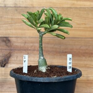 0512 01 Rosa do deserto Lm50