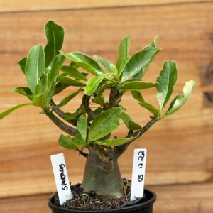 0512 22 Arabicum Spartacus  - F2 12 meses