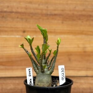 0512 30 Arabicum Black Hawk  - F2 12 meses