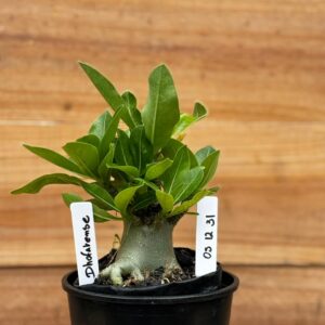 0512 31 Arabicum Dhofarense  - F2 12 meses