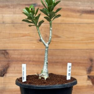 0512 01 Rosa do deserto Céu estrelado