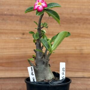 0512 25 Arabicum Optimus Prime  - F2 12 meses