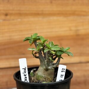 0512 32 Arabicum Overload - F2 12 meses