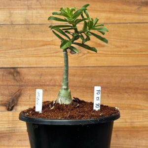 0612 01 Rosa do deserto Big Caudex Saturno