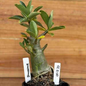 0512 33 Arabicum Dinossaur - F2 12 meses