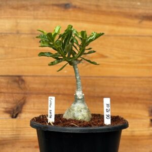 0512 01 Rosa do deserto Big Caudex Golden Faith