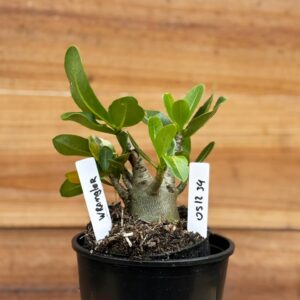 0512 34 Arabicum Wangler - F2 12 meses