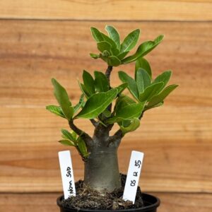 0512 35 Arabicum Nom Sod DD - F2 12 meses