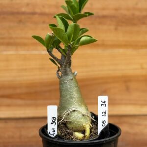 0512 36 Arabicum Fat Boy - F2 12 meses