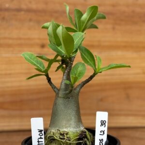 0512 38 Arabicum Ultron - F2 12 meses