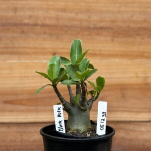 0512 39 Arabicum Black Hulk - F2 12 meses