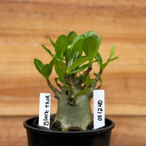 0512 40 Arabicum Black Thor - F2 12 meses