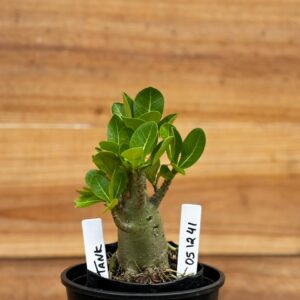 0512 41 Arabicum Tank - F2 12 meses