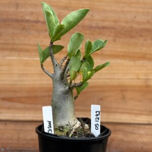 0512 42 Arabicum Tyson - F2 12 meses