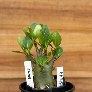 0512 43 Arabicum Brutos - F2 12 meses