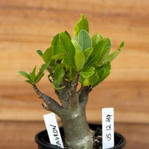 0512 44 Arabicum Sauron - F2 12 meses