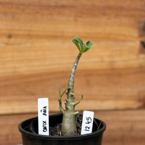 0512 45 Arabicum Onix Ana - F2 12 meses