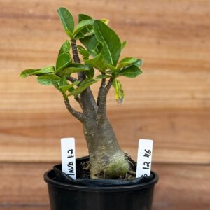 0512 46 Arabicum Lava F2 - F2 12 meses