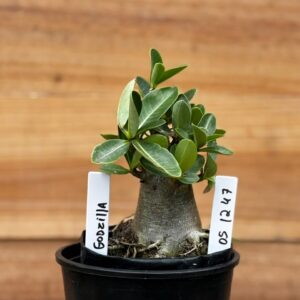 0512 47 Arabicum Godzilla - F2 12 meses