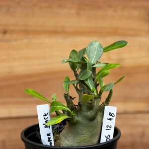 0512 48 Arabicum Super Black - F2 12 meses