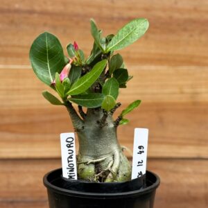 0512 49 Arabicum Minotauro - F2 12 meses