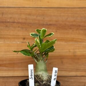 0512 50 Arabicum Jurassic - F2 12 meses