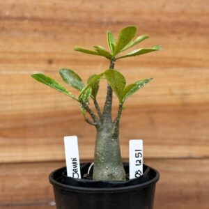 0512 51 Arabicum Javali- F2 12 meses