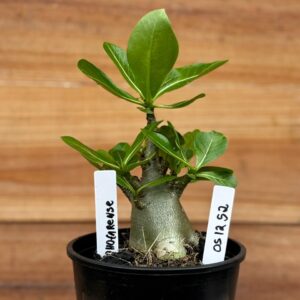 0512 52 Arabicum Dhofarense - F2 12 meses