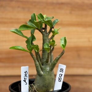 0512 55 Arabicum Atlas - F2 12 meses