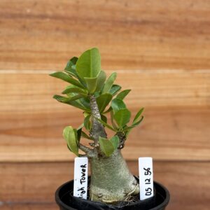 0512 56 Arabicum High Tower - F2 12 meses