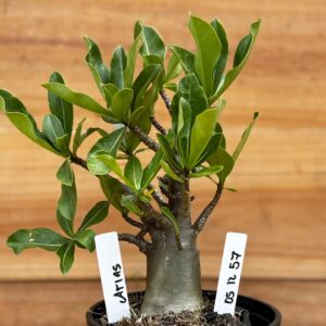 0512 57 Arabicum Atlas - F2 12 meses