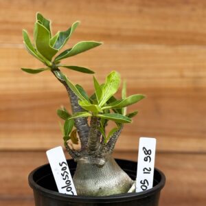 0512 58 Arabicum Colossos - F2 12 meses