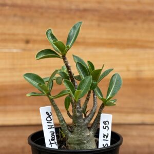 0512 59 Arabicum Ironhide - F2 12 meses