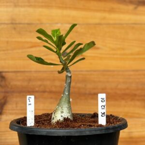 0512 01 Big Caudex Lm2