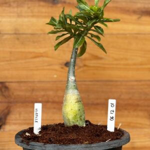 0512 01 Big Caudex Miracle