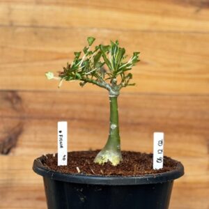 0512 02 Big Caudex Fiona