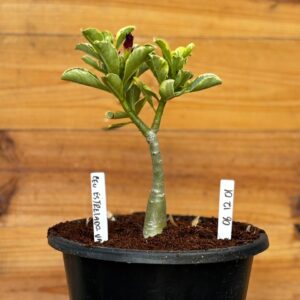 0512 01 Big Caudex Céu estrelado Variegata