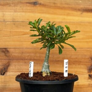 0512 02 Big Caudex Golden faith 2