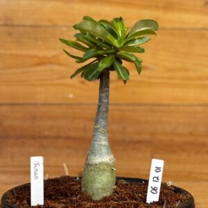 0512 01 Big Caudex  Joana