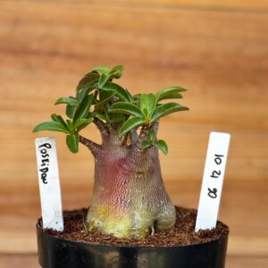 0612 01 Arabicum Poseidon Red  F2 12 Meses ( Vitrine )