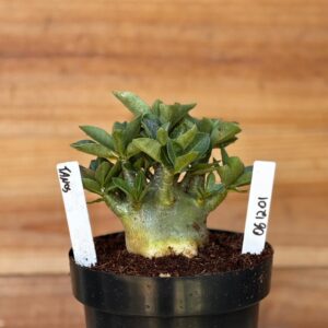 0612 01 Arabicum Tanos  F2 12 Meses ( Vitrine )