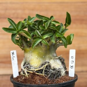 0612 01 Arabicum Brutos  F2 12 Meses ( Vitrine )