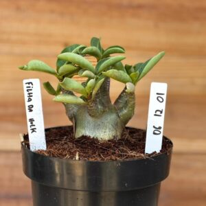 0612 01 Arabicum Filha Da Hulk F2  (12 Meses )