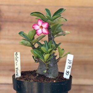 0612 01 Arabicum Black F2  (12 Meses )