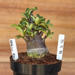 0612 02 Arabicum Black F2  (12 Meses )