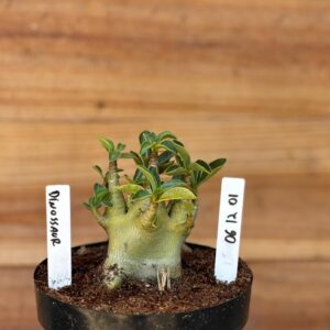 0612 01 Arabicum Dinossaur F2 12 Meses (Vitrine)