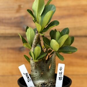 0512 60 Arabicum Dwaf - F2 12 meses