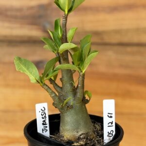 0512 61 Arabicum Jurassic - F2 12 meses
