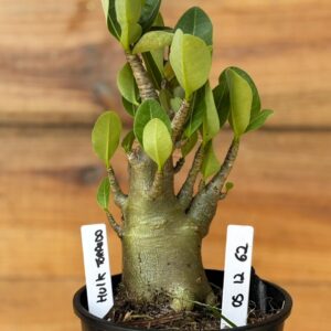 0512 62 Arabicum Hulk Torpedo - F2 12 meses